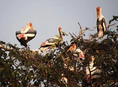 Herons sitting on a tree branch Stock Photos