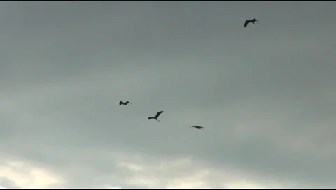 Herons in the sky Stock-Footage 31456304