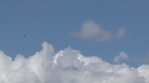 Herons in the sky Stock-Footage 40491987