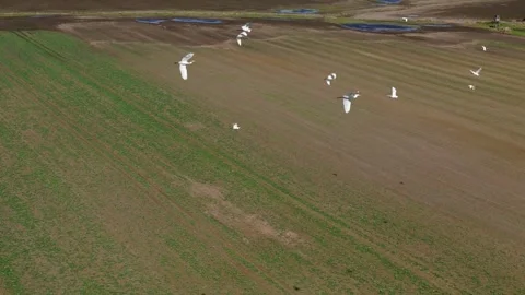 Herons soar over open fields, recorded by a drone in slow motion. The camer.. Stock Footage 286812371