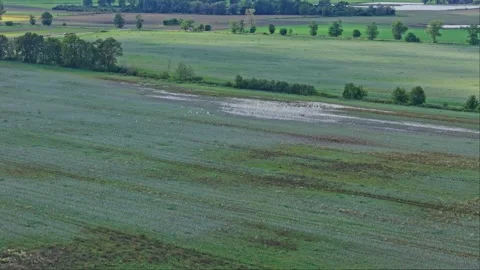 Herons soaring over wide fields, filmed by a drone in slow motion. The came.. Stock Footage 288998097