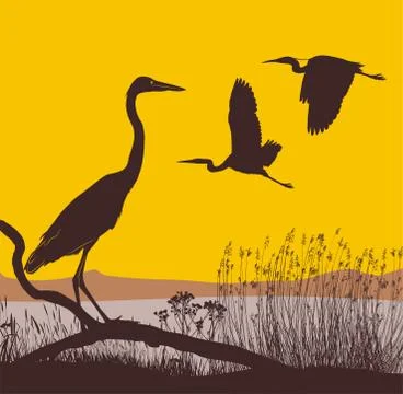 Herons at sunrise Stock Illustration