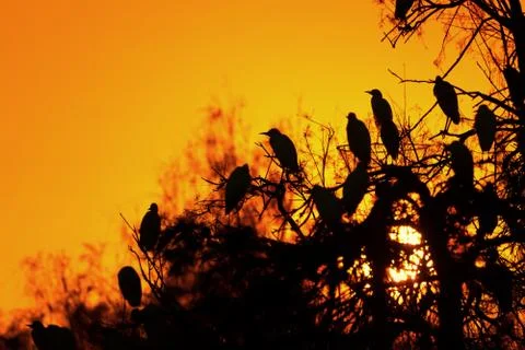 Herons in the sunset Stock Photos
