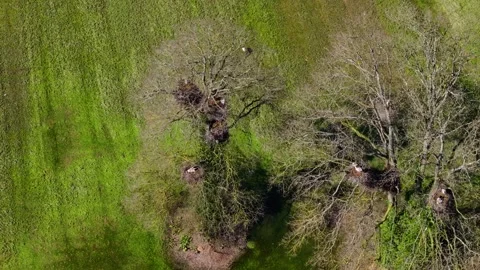 Herons In Their Nests On Top Of Bare Tree In Muimenta Видео 332055099