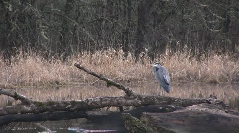 HeronTakesFlight Vidéo 2801169