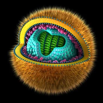 Herpes Simplex Cell - isolated on black 스톡 일러스트