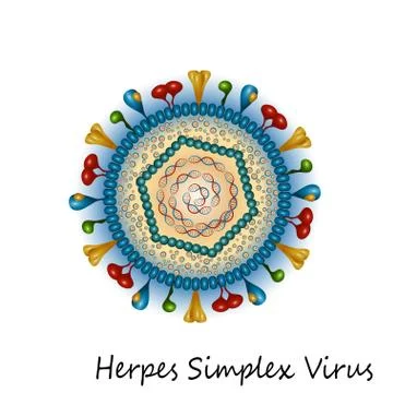 Herpes simplex virus particle structure Stock Illustration