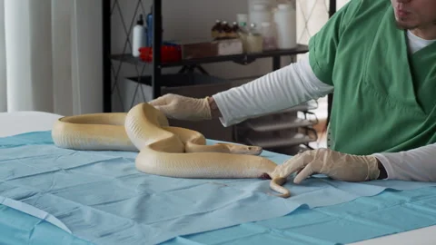 Herpetologist Checking Temperature and Skin of Albino Python in Clinic Video stock 304538514