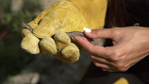 Herpetologist handling small Viper snake Stock Footage 297030171
