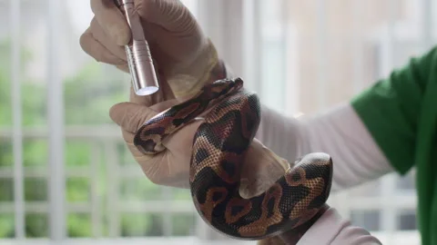 Herpetologist Inspecting Python Snakes Eyesight with Flashlight Video stock 302235576