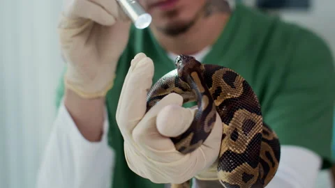 Herpetologist Using Flashlight Checking Vision of Python Snake in Clinic Video stock 302235581