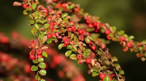 Herring bone cotoneaster (Cotoneaster horizontalis) Stock Footage 12928128