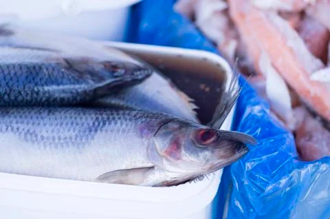 Herring in brine with spices in a white rectangular container on the counter. Stock Photos