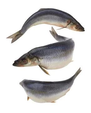 Herring fish isolated Stock Photos