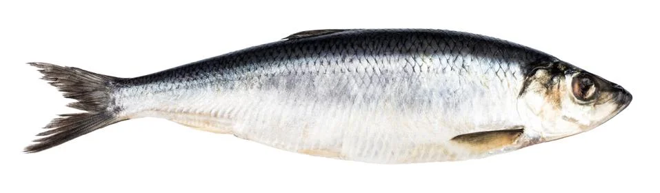 Herring fish isolated on white background with clipping path Stock Photos