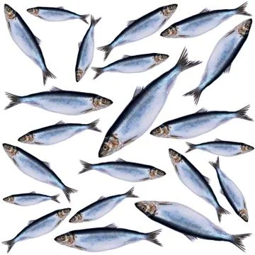 Herring fish pattern isolated on white background. Frozen group of fish patte Foto stock