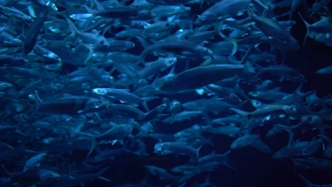 Herring Fish Schooling. Stock Footage