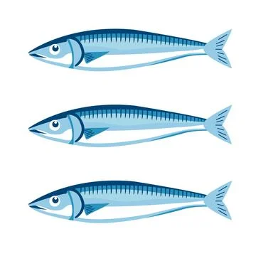 Herring flat vector illustration. Ocean fauna delicacy. Seafood, healthy unde Stock Illustration