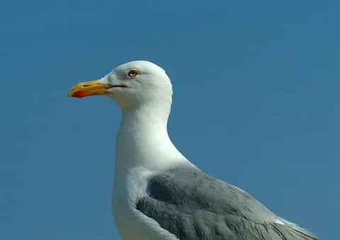 Herring Gull 1 Stock Photos