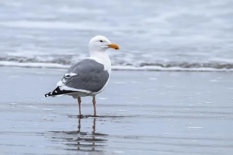 Herring gull on the beach by the ocean. Stock Photos
