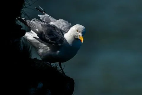 Herring gull at Bempton Cliffs. Stock Photos