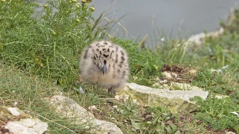 Herring Gull bird chick alone on cliff top. Stock Footage 120415129