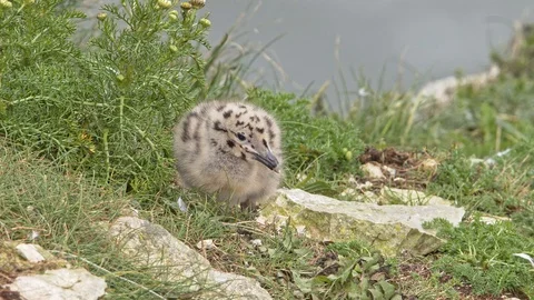 Herring Gull bird chick on cliff top. Stock Footage 120415469