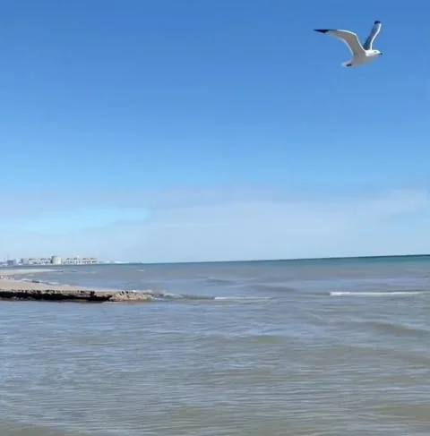 Herring Gull bird flying over lake Stock Footage 238031022