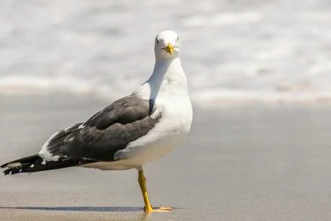 Herring Gull Bird 库存照片