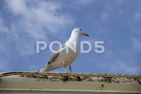 Herring gull on a boat deck Stock Photos