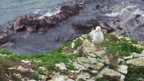 Herring gull chick on the high chalk cliffs of Bempton, East Yorkshire. UK. Vidéo 151601666