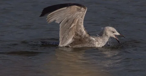 Herring Gull dives head first underwater feeding slow motion Stock Footage 91159492