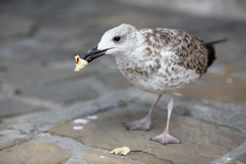 Herring Gull eats bread Stock Photos