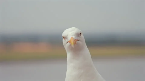 Herring Gull Face In Close Up Stock Footage 343117886