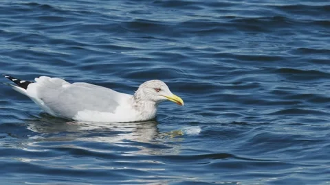 Herring gull feeding on a dead fish Stock Footage 336378781