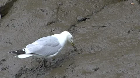 Herring Gull Feeding in Muddy riverbed Video stock 8907109