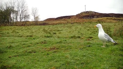 Herring Gull on Field, Walking and Clucking at Camera, Daytime, Isle of Skye Stock Footage 187067621