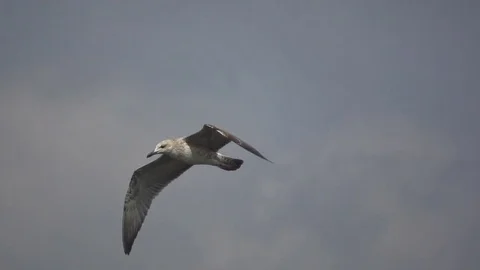 Herring gull in flight on a background of clouds, slow motion Stock Footage 74368447