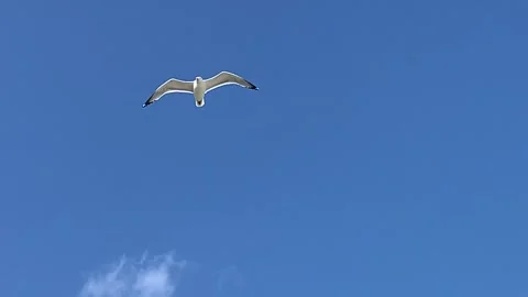 Herring gull in flight Stock Footage 245455891