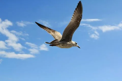 Herring Gull in Flight Foto stock