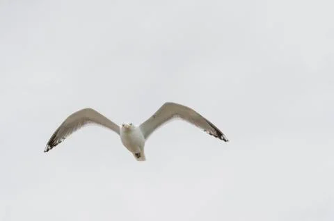 Herring Gull flying level head cocked eye contact wings high Stock Photos