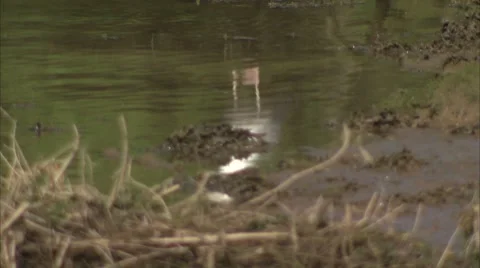 Herring Gull Video stock 8822175