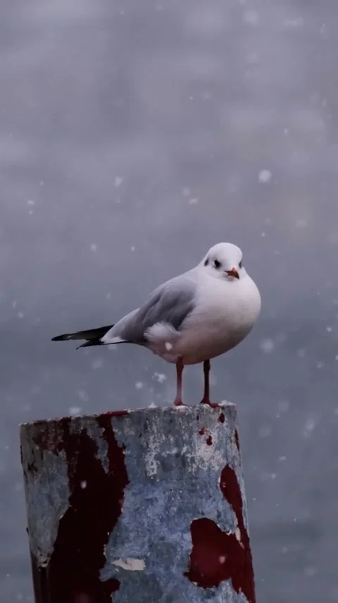 Herring Gull Stock Footage 303390226