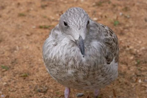 Herring Gull - front view Stock Photos