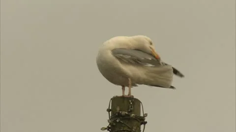 Herring Gull Grooming on Post Video stock 8907257