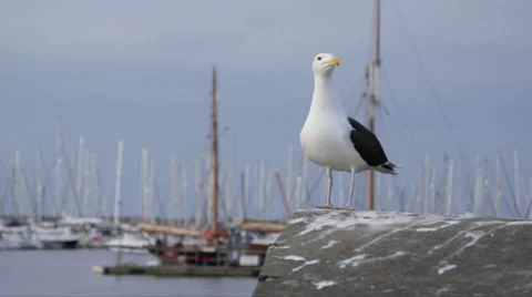 Herring gull on harbour wall Stock Footage 41278831