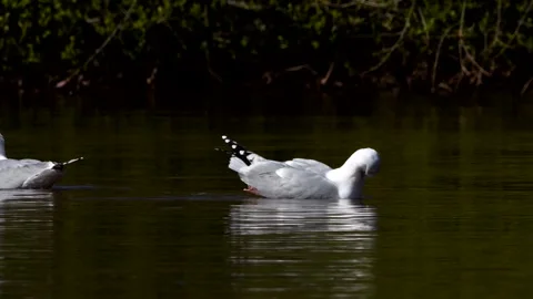 Herring Gull - Larus argentatus Stock Footage 138540984