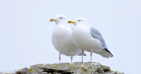 Herring Gull (Larus argentatus) pair. North Wales. Vidéo 255392019