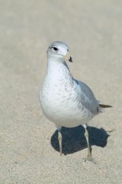 Herring gull (larus argentatus) Stock Photos
