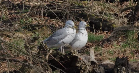 Herring Gull Larus Argentatus on a spring pond in slow motion Stock Footage 304841704